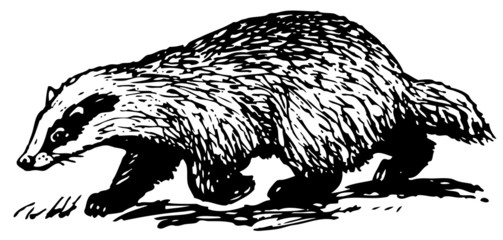 European Badger