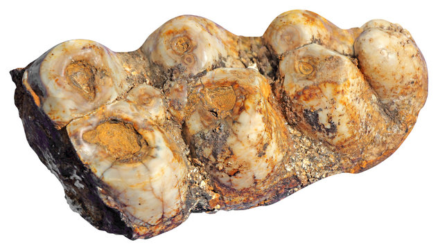 Fototapeta Mammoth teeth