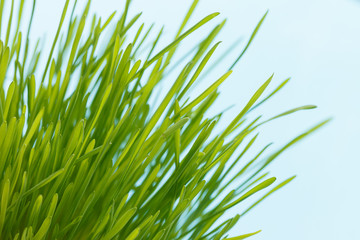 Naklejka premium spring grass