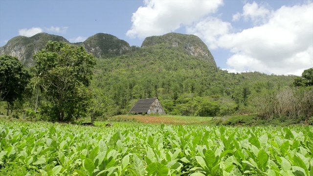 Nature, view of tobacco plantations and mountains in Cuba