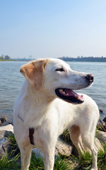 Hund grinst