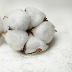 Cotton plant - flower, macro