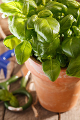 basil in the pot
