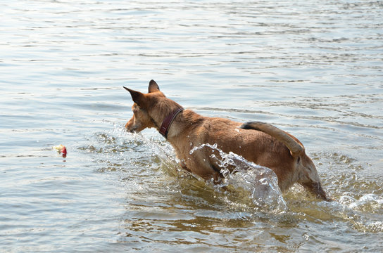Hund im Wasser