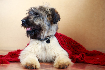 little pale yellow briard puppy