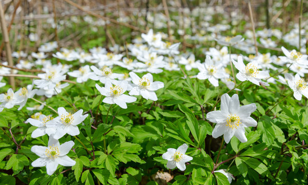 White Swedish anemones