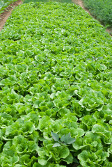 Rows of planted lettuce