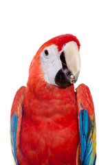 Scarlet macaws (Ara macao) eating on the white background