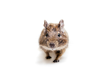 The Degu (Octodon degus) or Brush-Tailed Rat