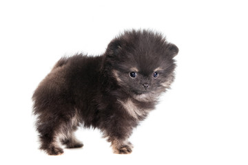 Miniature Spitz puppy standing on a white background