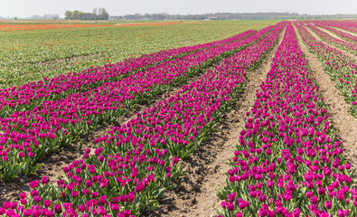 Fototapeta na wymiar Purple tulips field