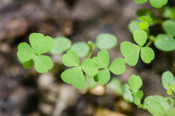 Green leaf