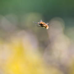 Bee Fly