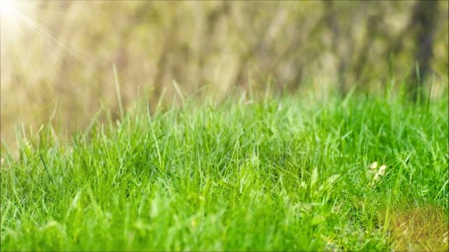 Grass sunny background_Spring or summer.