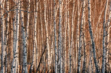 Gardinen spring birch trees in sunlight © zacupboss