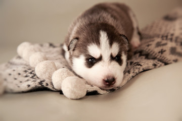 Fototapeta premium husky