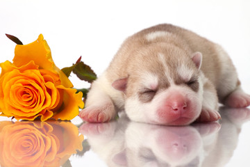 newborn puppy