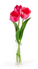 Obraz premium tulipany