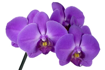 Photo sur Plexiglas Orchidée branche d& 39 orchidée