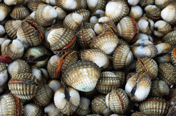cockles