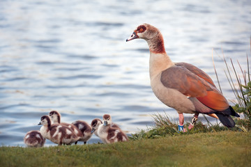 The Egyptian Goose family near pond