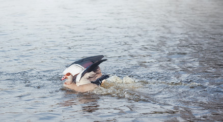The Egyptian Goose in a pond