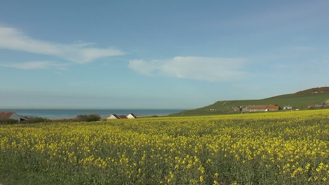 champs de colza sur la côte