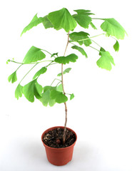 ginkgo biloba