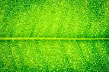 green leaf macro