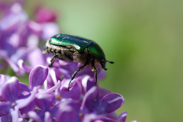 ESCARABAJO VERDE, ANOMALA AUSONIA, SOBRE UN LILO, SYRINGA VULGARIS