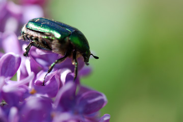 ESCARABAJO VERDE, ANOMALA AUSONIA, SOBRE UN LILO, SYRINGA VULGARIS