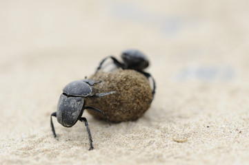 2 escarabajos peloteros