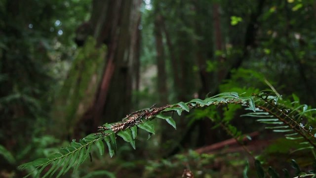 Redwood Forest - California