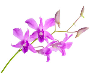 Beautiful purple orchid isolated on white background