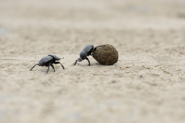 E escarabajos peloteros rivalizando