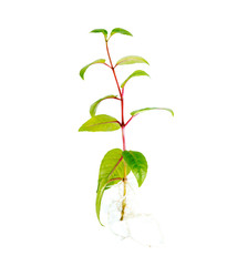 sapling seedling with visible root against a white background