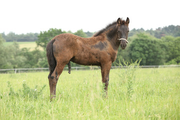 Friesian foal with halter standing on pasturage