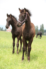 Two friesian foals, one with halter, standing on pasturage