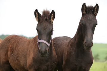 Two friesian foals looking at you