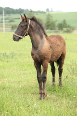 Friesian foal standing on pasturage