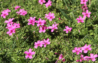 Fototapeta na wymiar Pink meadow florets on a grassy glade.