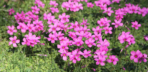 Fototapeta na wymiar Grassy glade with pink flowers.