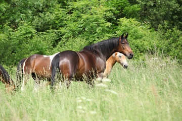 Horses on pasturage moving