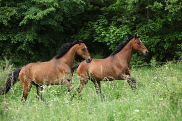 Two brown horses running in high grass