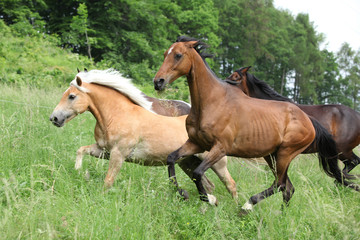 Obraz na płótnie Canvas Batch of horses running