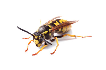 wasp isolated on white