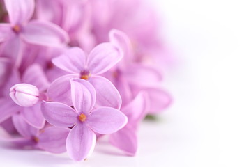 Fototapeta na wymiar Lilac flowers. Macro