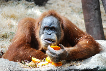 Big orangutan © romas_ph