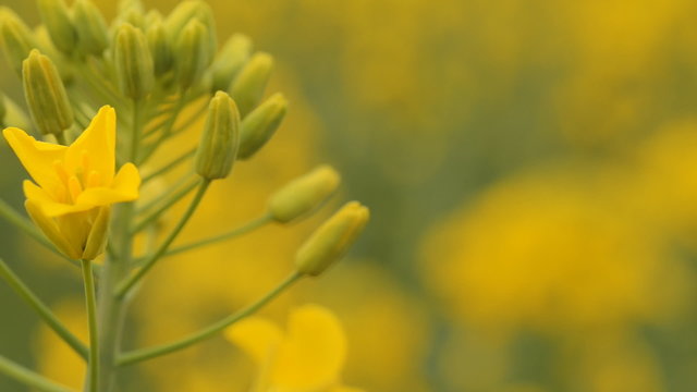 Field on which the plant flowers rapa (macro camera slider)