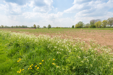 Picturesque Dutch landscape in springtime